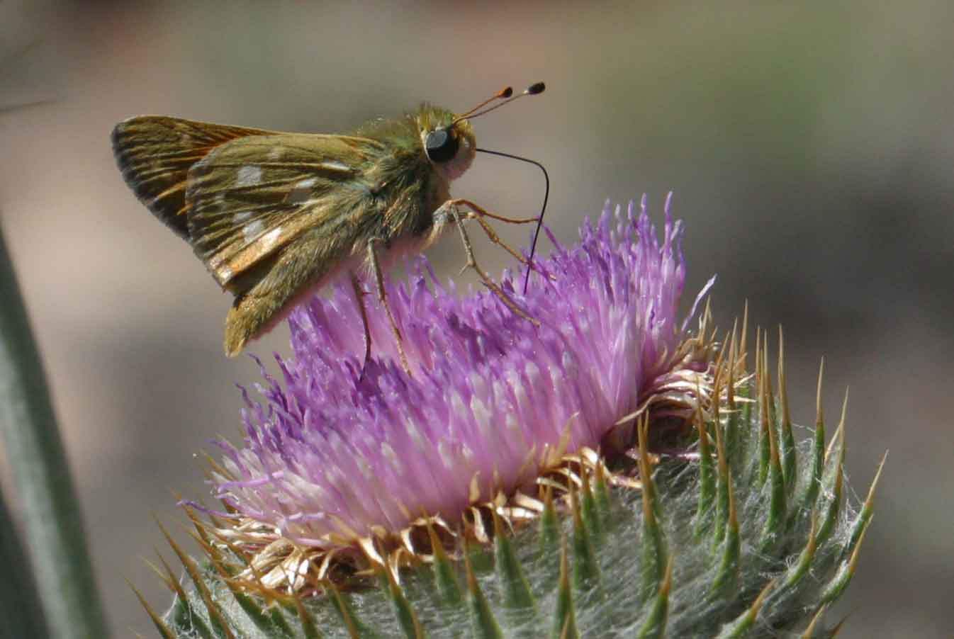 Common Branded Skipper Butterfly (Hesperia comma) on Western Thistle (Cirsium occidentale)