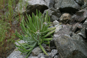 San Gabriel Mountains Liveforever (Dudleya densiflora)