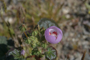 Desert Five-spot (Eremalche rotundifolia)