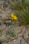 Desert Poppy (Eschscholzia parishii)