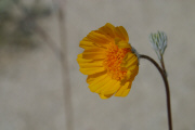 Desert Sunflower (Geraea canescens)