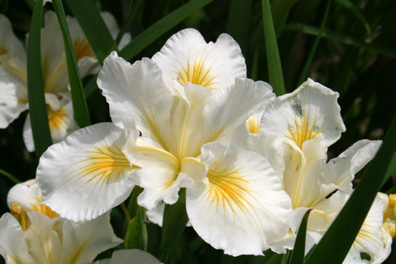 Pacific Coast Iris (Iris douglasiana)