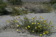 Desert Dandelion (Malacothrix glabrata)