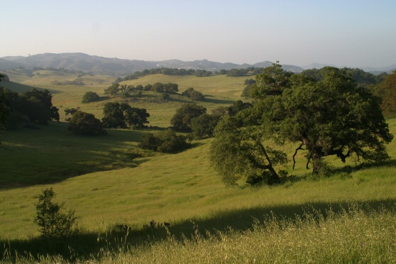 Engelmann Oak and grassland