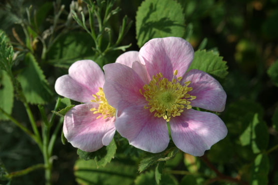 California Wild Rose (Rosa californica)