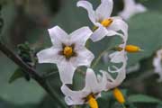 White Nightshade (Solanum douglasii)