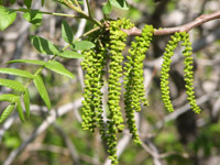 Western Sycamore catkins