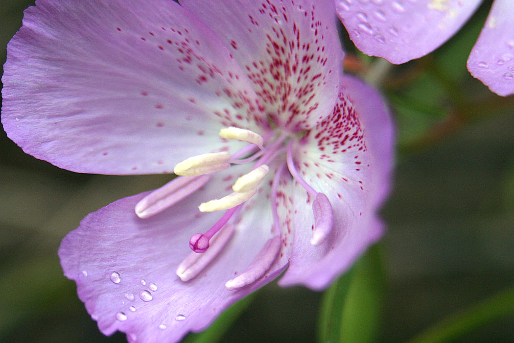 Botta's Clarkia