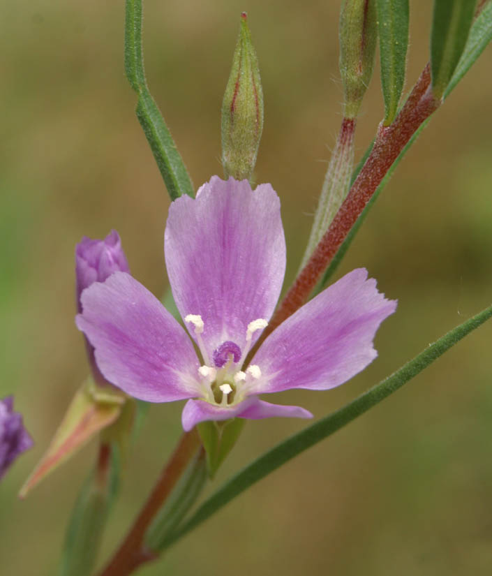 Purple Clarkia