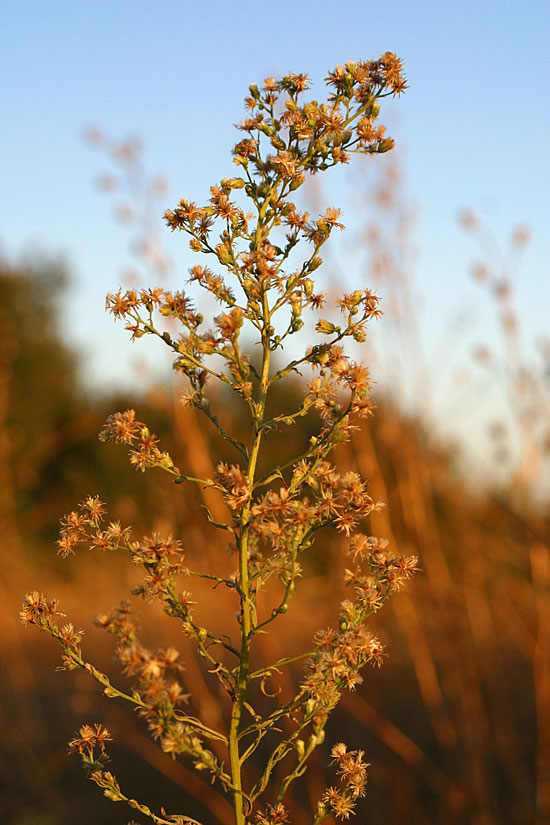 Horseweed
