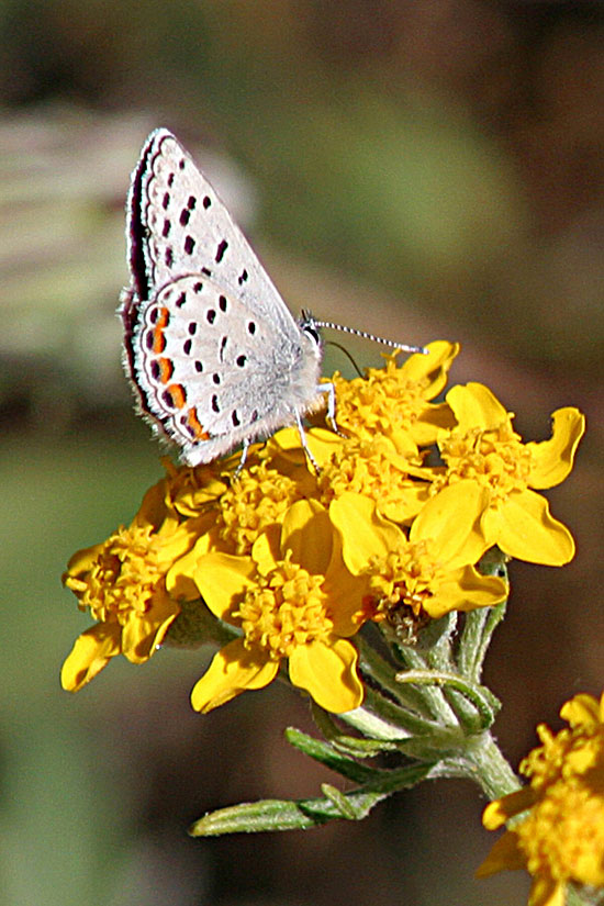 Golden Yarrow