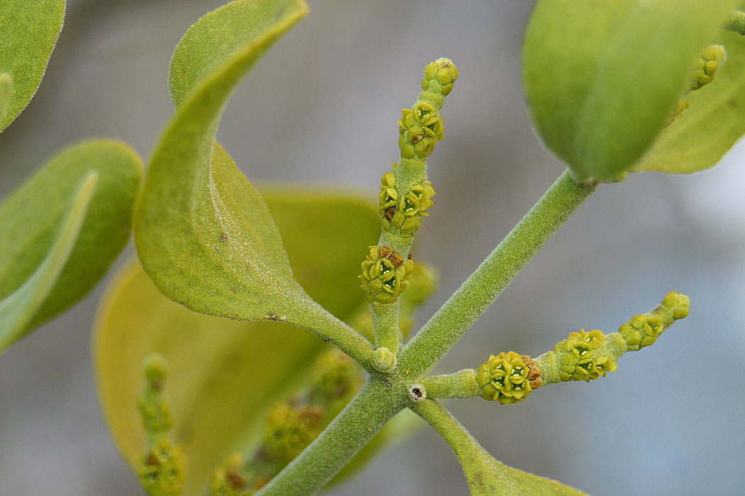 Big-leaf Mistletoe