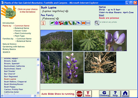 A page from the Automatic Slide Show